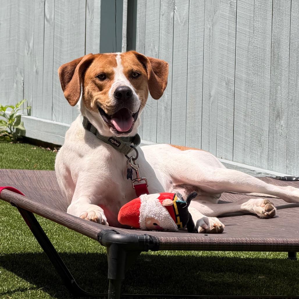 Enlarge McNugget, a Adoptable mixed breed in Troy, VA image 2/6
