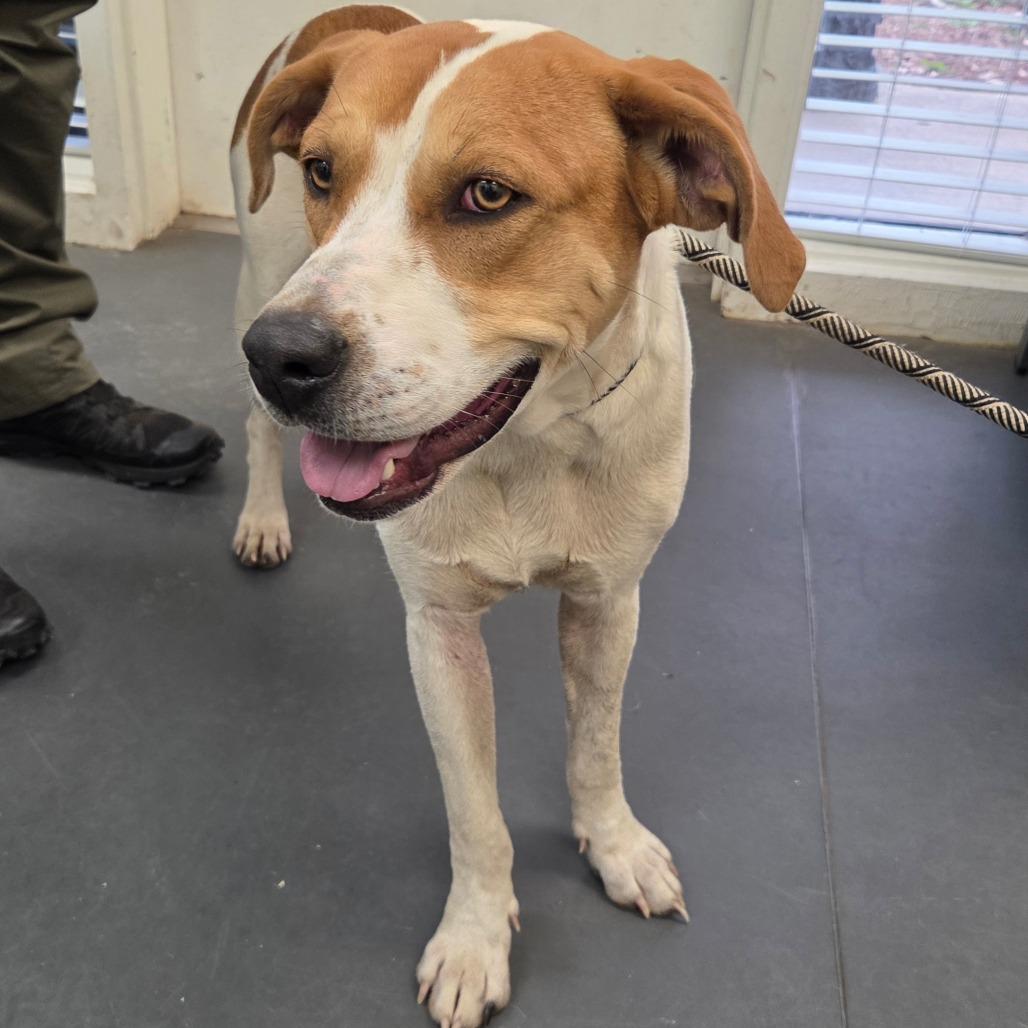 Enlarge McNugget, a Adoptable mixed breed in Troy, VA image 1/5