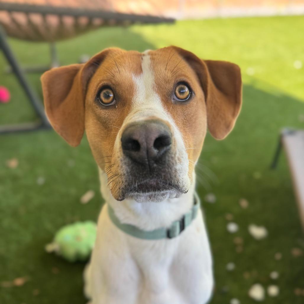 Enlarge McNugget, a Adoptable mixed breed in Troy, VA image 2/6