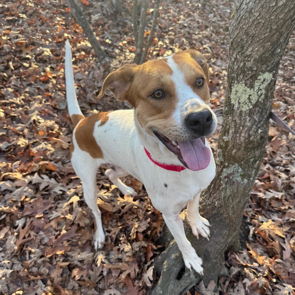 Enlarge McNugget, a Adoptable mixed breed in Troy, VA image 2/5