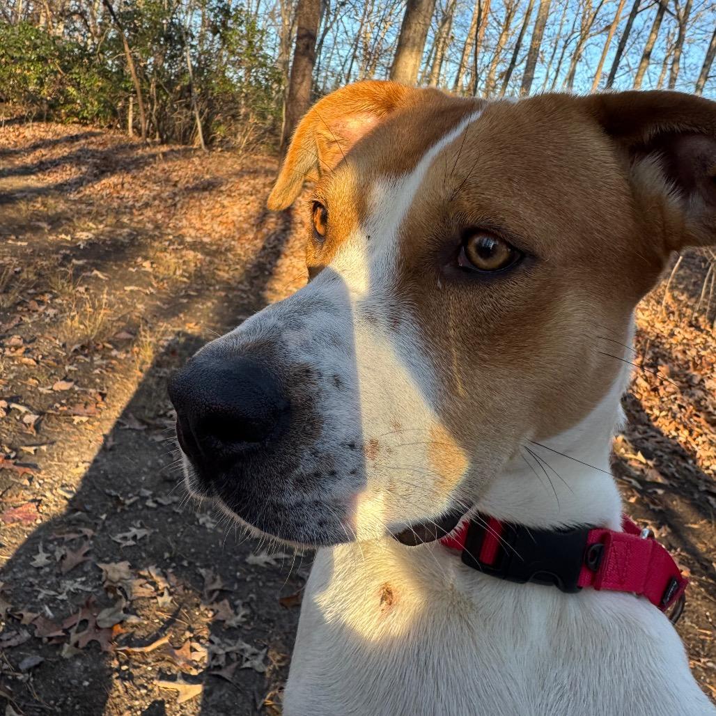 Enlarge McNugget, a Adoptable mixed breed in Troy, VA image 3/5