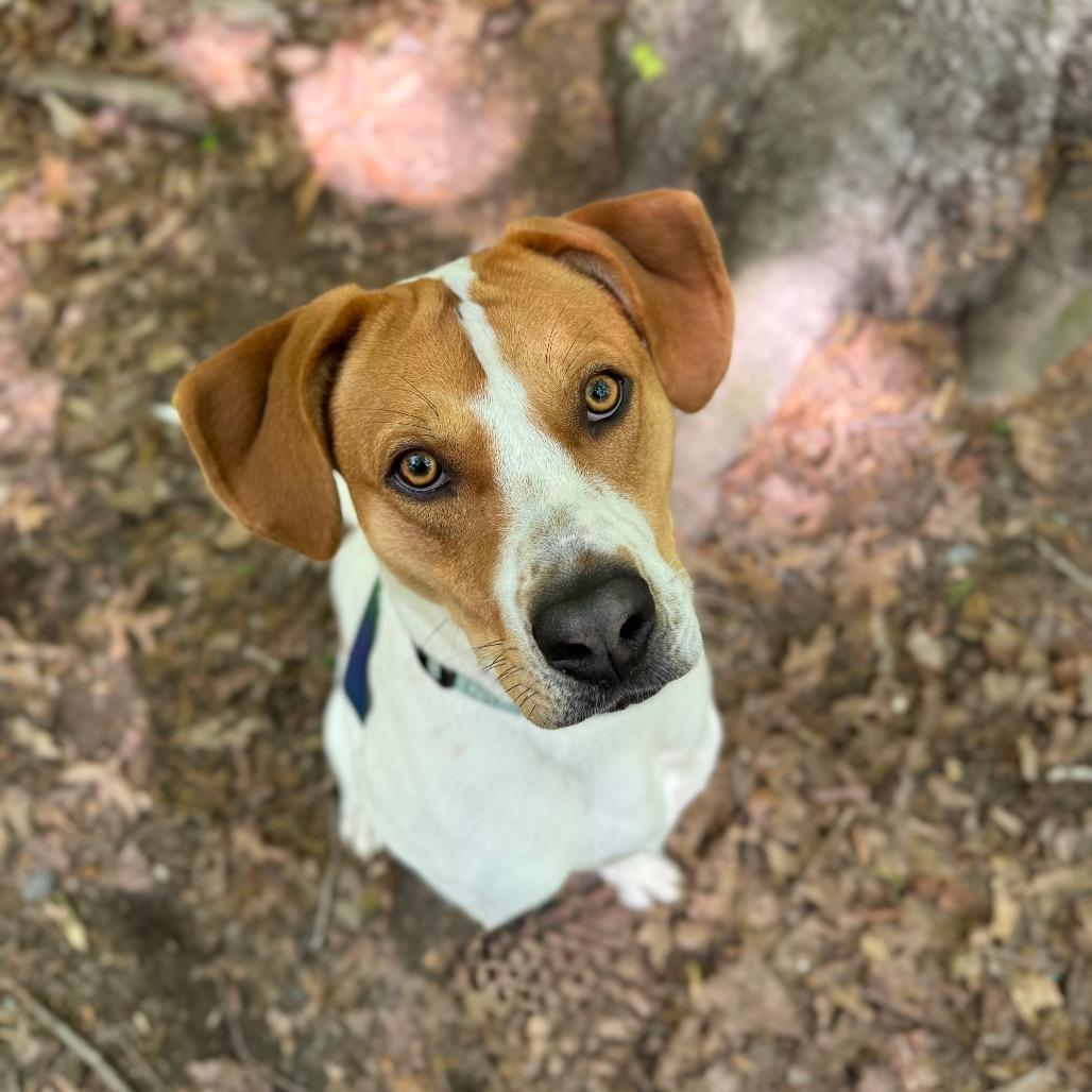 Enlarge McNugget, a Adoptable mixed breed in Troy, VA image 4/6