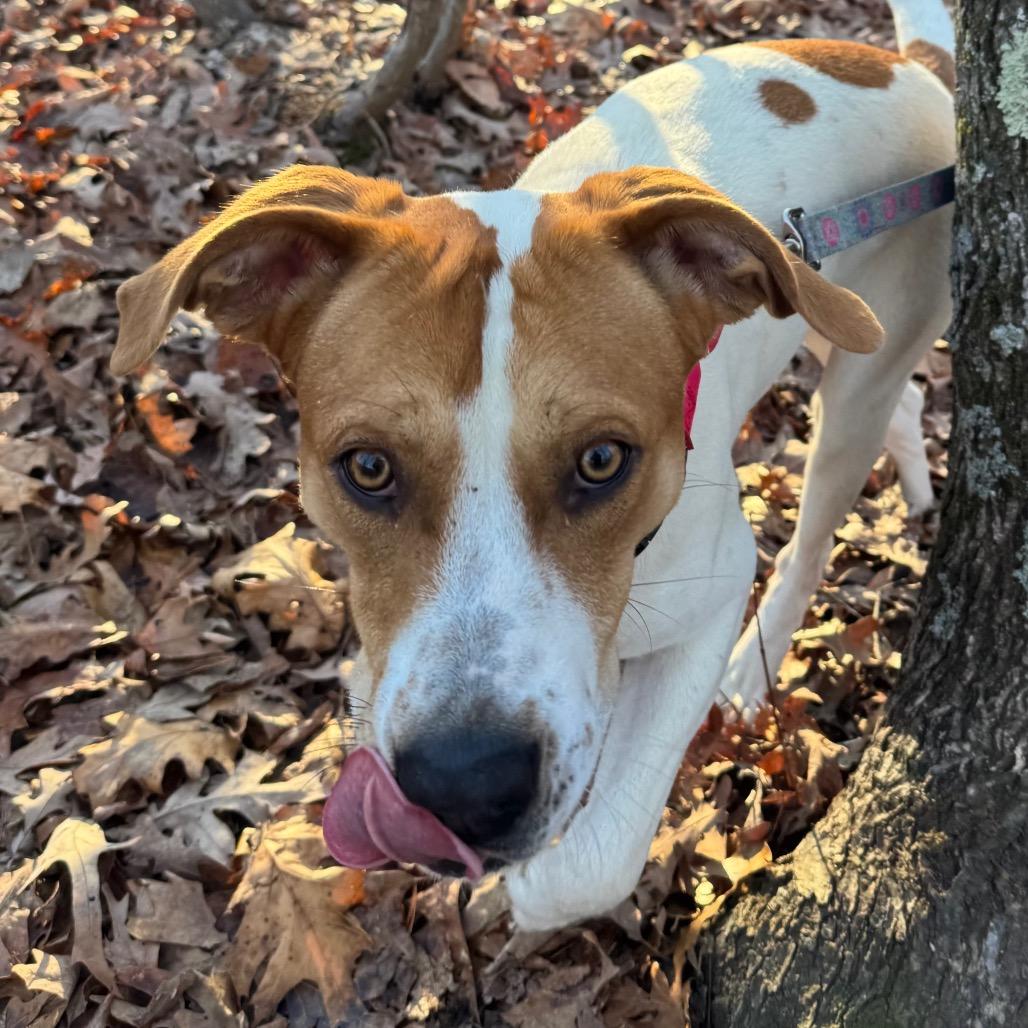 Enlarge McNugget, a Adoptable mixed breed in Troy, VA image 4/5
