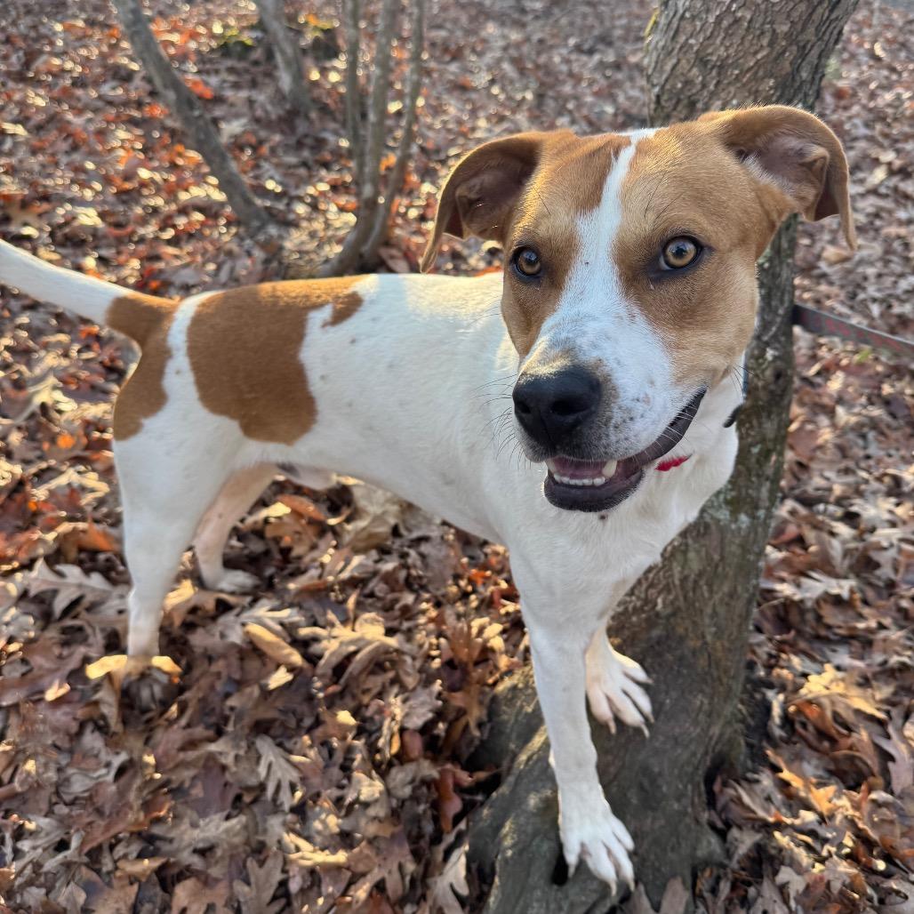 Enlarge McNugget, a Adoptable mixed breed in Troy, VA image 5/5