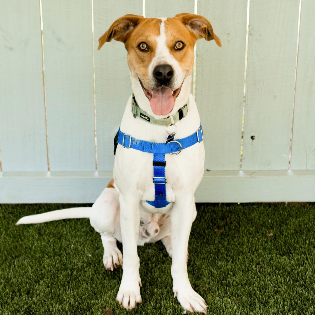 McNugget, a Adoptable mixed breed in Troy, VA image 5/6