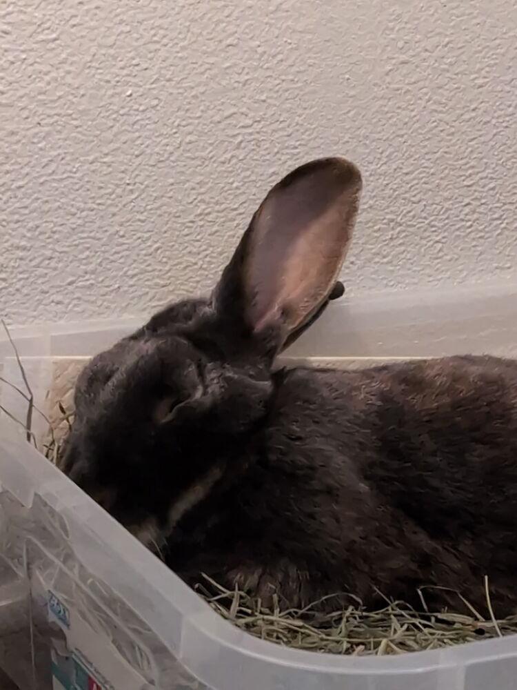 Sir Winston Flops A Lot, Adoptable, Adult Male Lop Eared & Silver Marten.