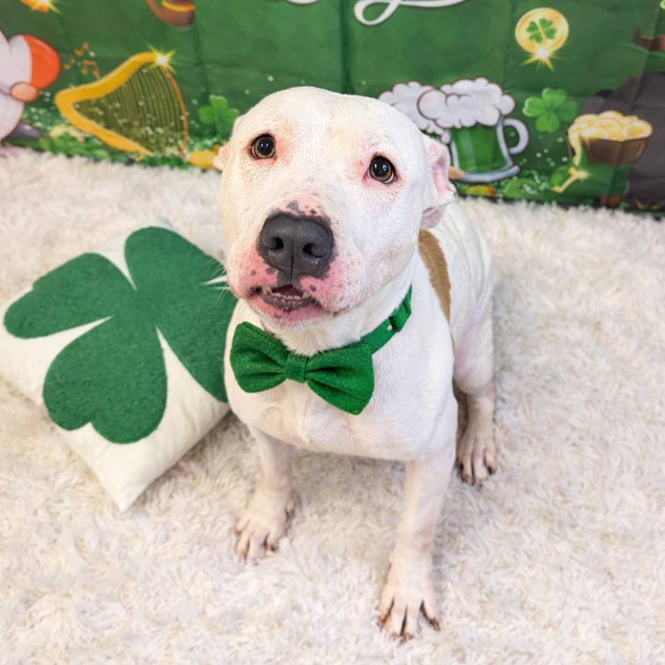 Yeti — thumbnail 4