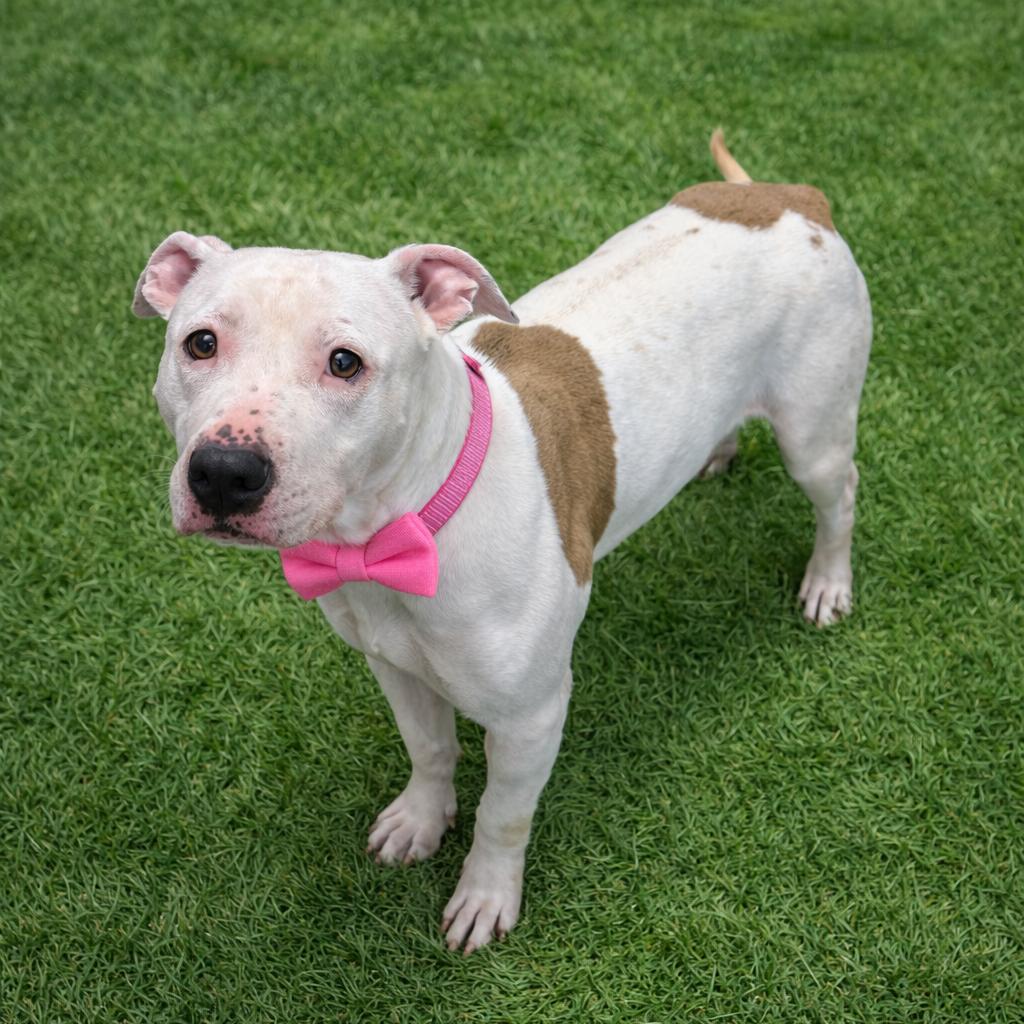 Yeti — thumbnail 5