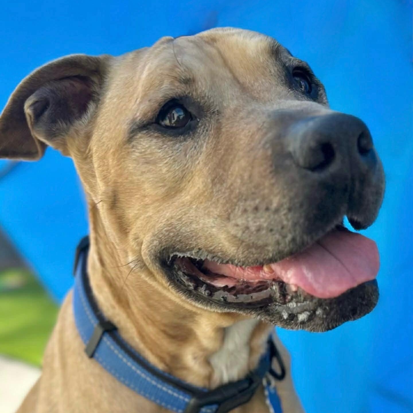 Enlarge Baxter, a ADOPTABLE mixed breed in Citrus Heights, CA image 1/6
