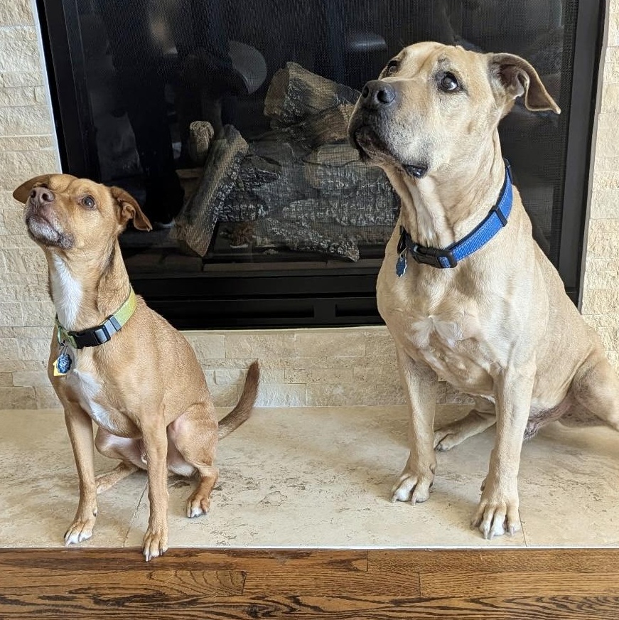Enlarge Baxter, a ADOPTABLE mixed breed in Citrus Heights, CA image 3/6