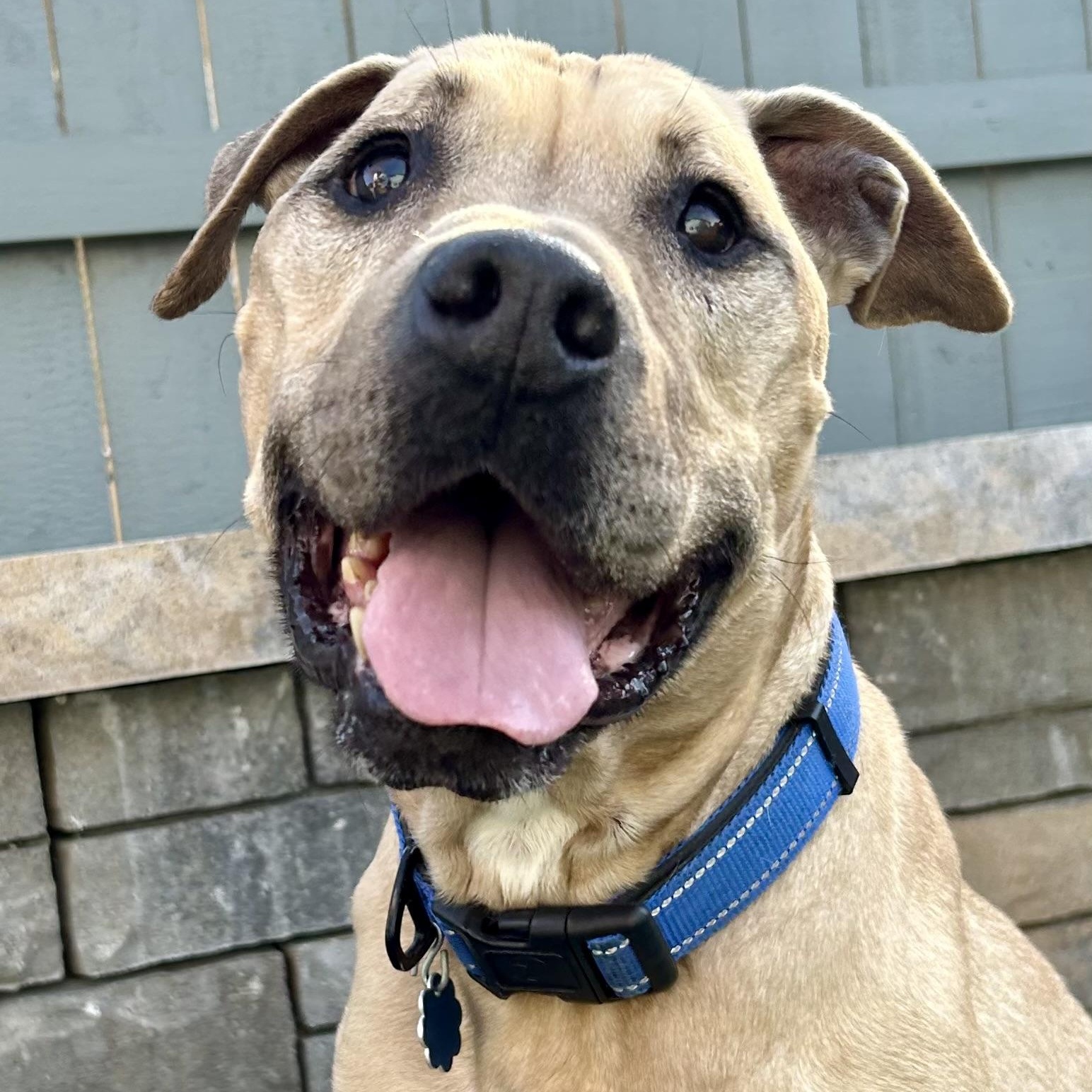Enlarge Baxter, a ADOPTABLE mixed breed in Citrus Heights, CA image 4/6
