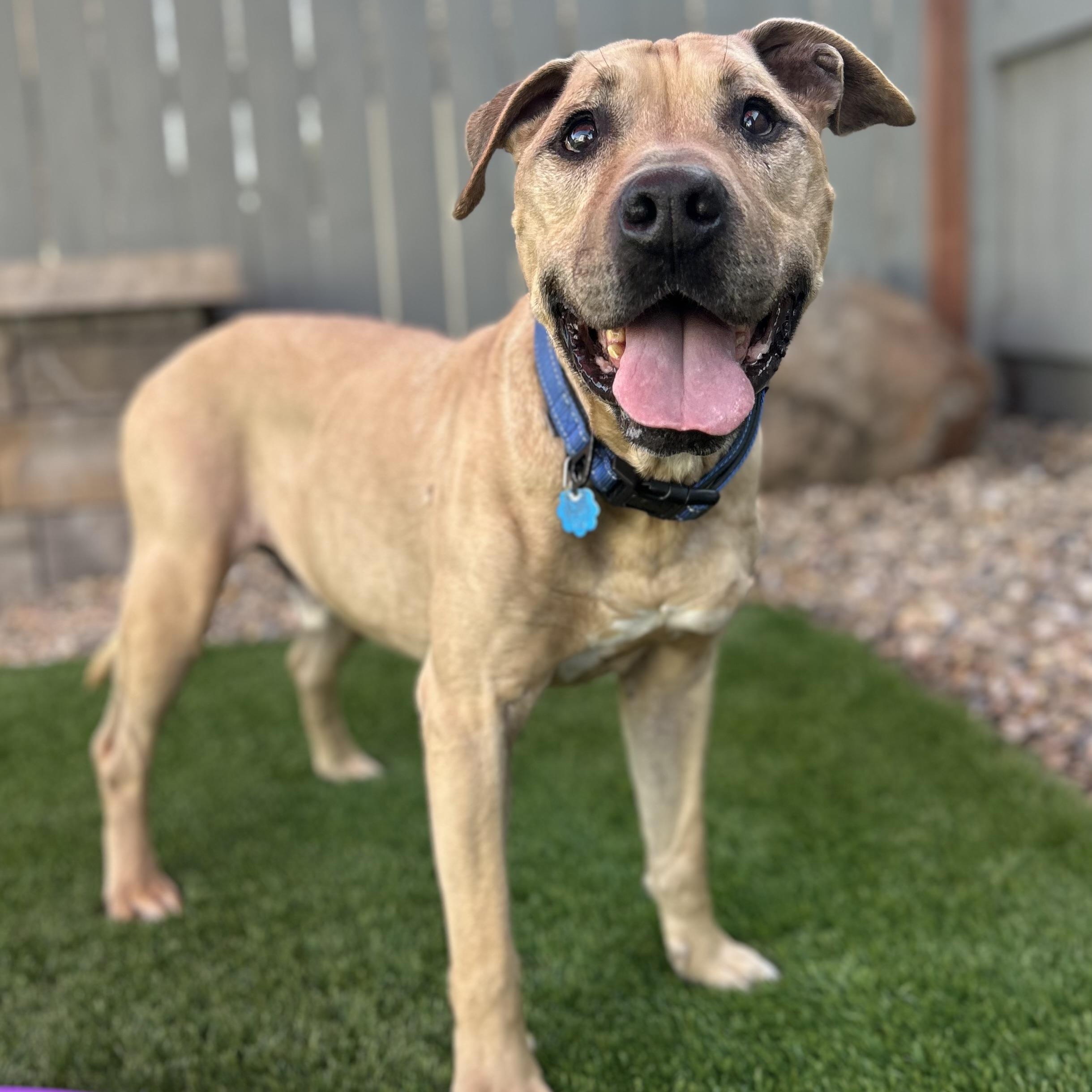 Enlarge Baxter, a ADOPTABLE mixed breed in Citrus Heights, CA image 2/6