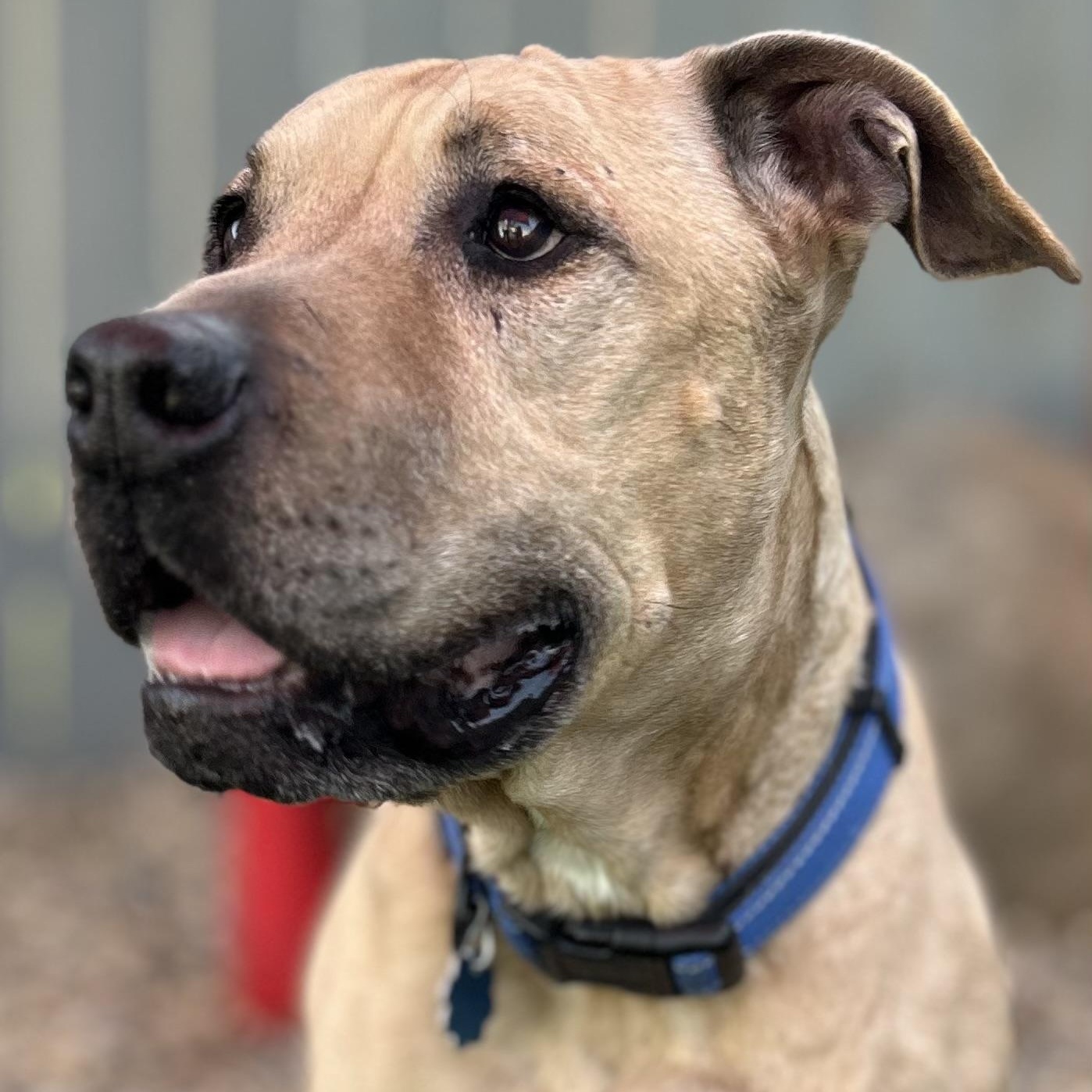 Baxter, ADOPTABLE, Senior Male American Staffordshire Terrier & Pit Bull Terrier.