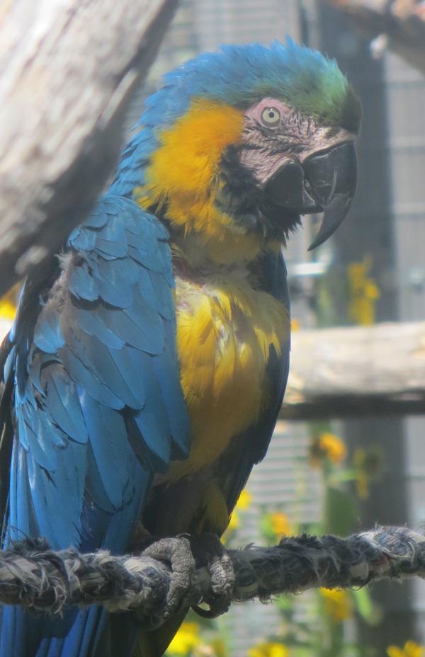 Enlarge Baby, a Adoptable Macaw in Elizabeth, CO image 1/2
