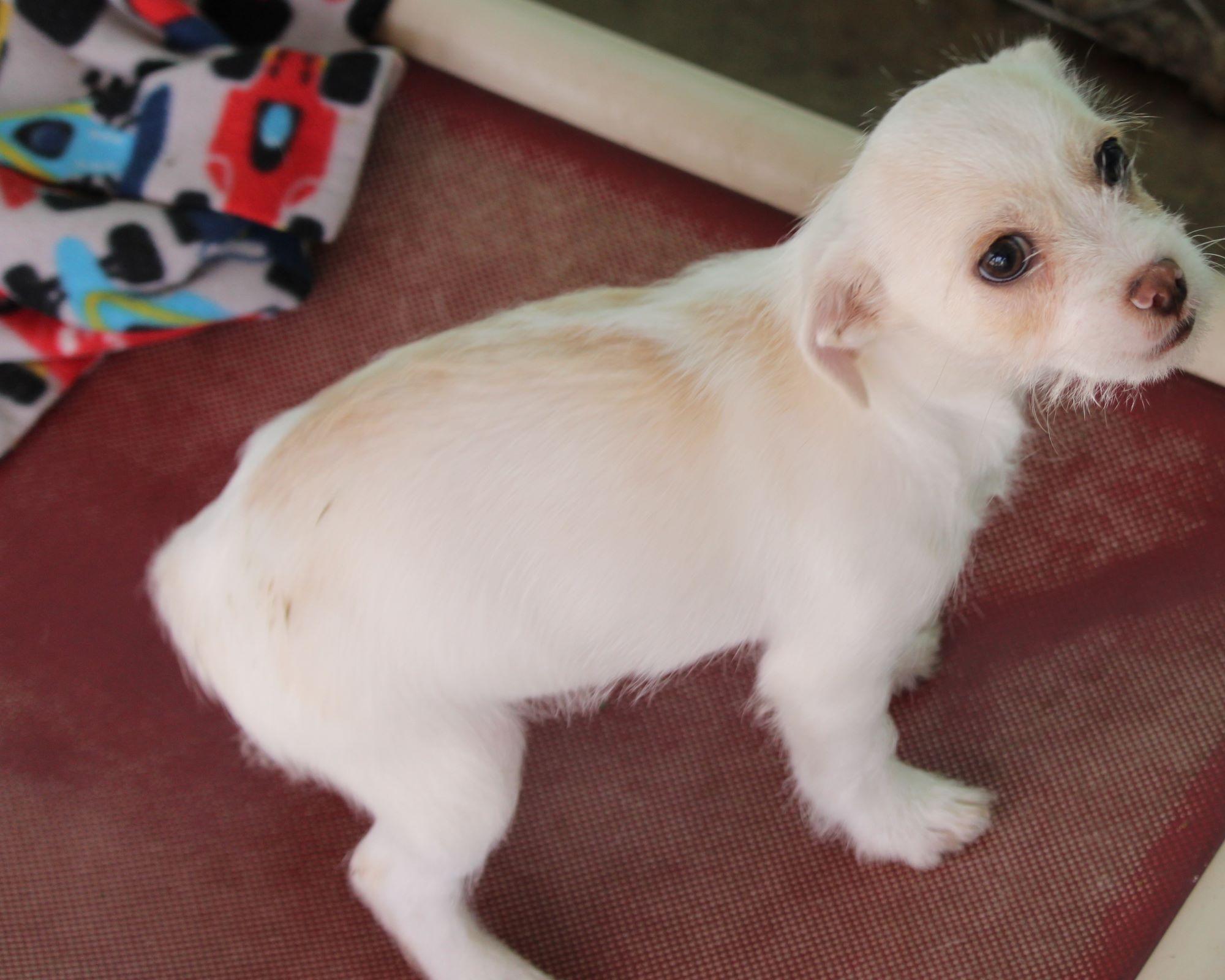 Enlarge BABY ZIPIT , a ADOPTABLE mixed breed in Fresno, CA image 2/4