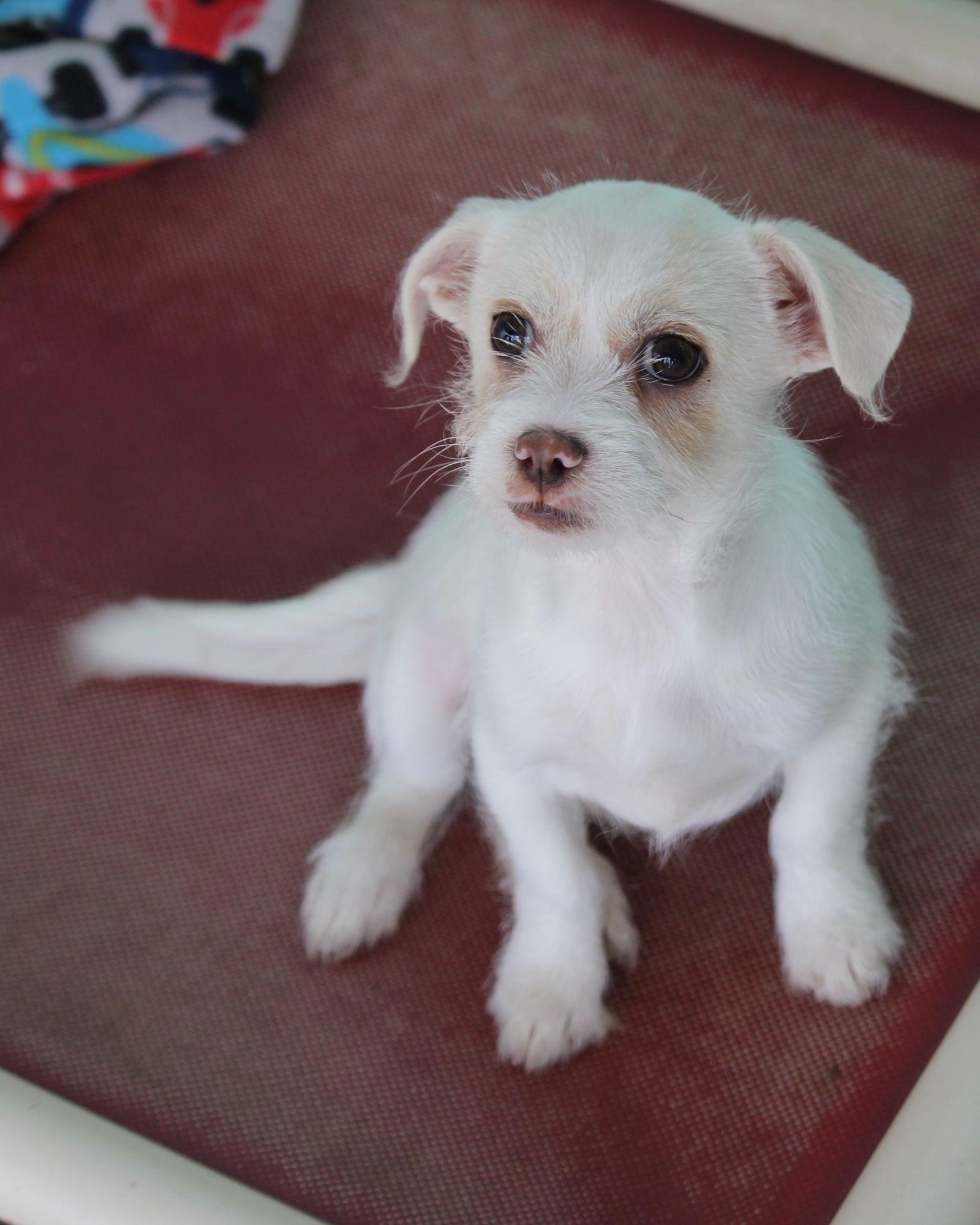 Enlarge BABY ZIPIT , a ADOPTABLE mixed breed in Fresno, CA image 3/4
