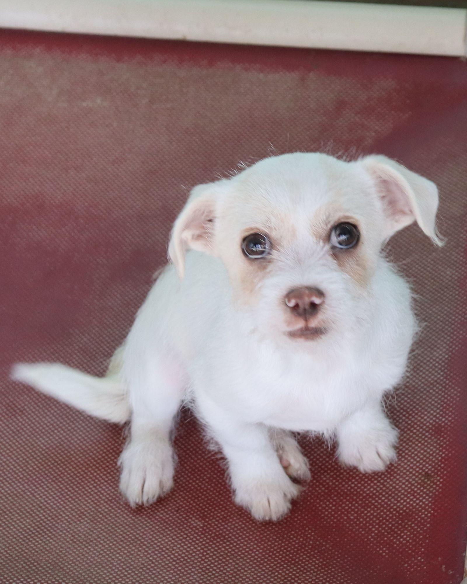 Enlarge BABY ZIPIT , a ADOPTABLE mixed breed in Fresno, CA image 4/4