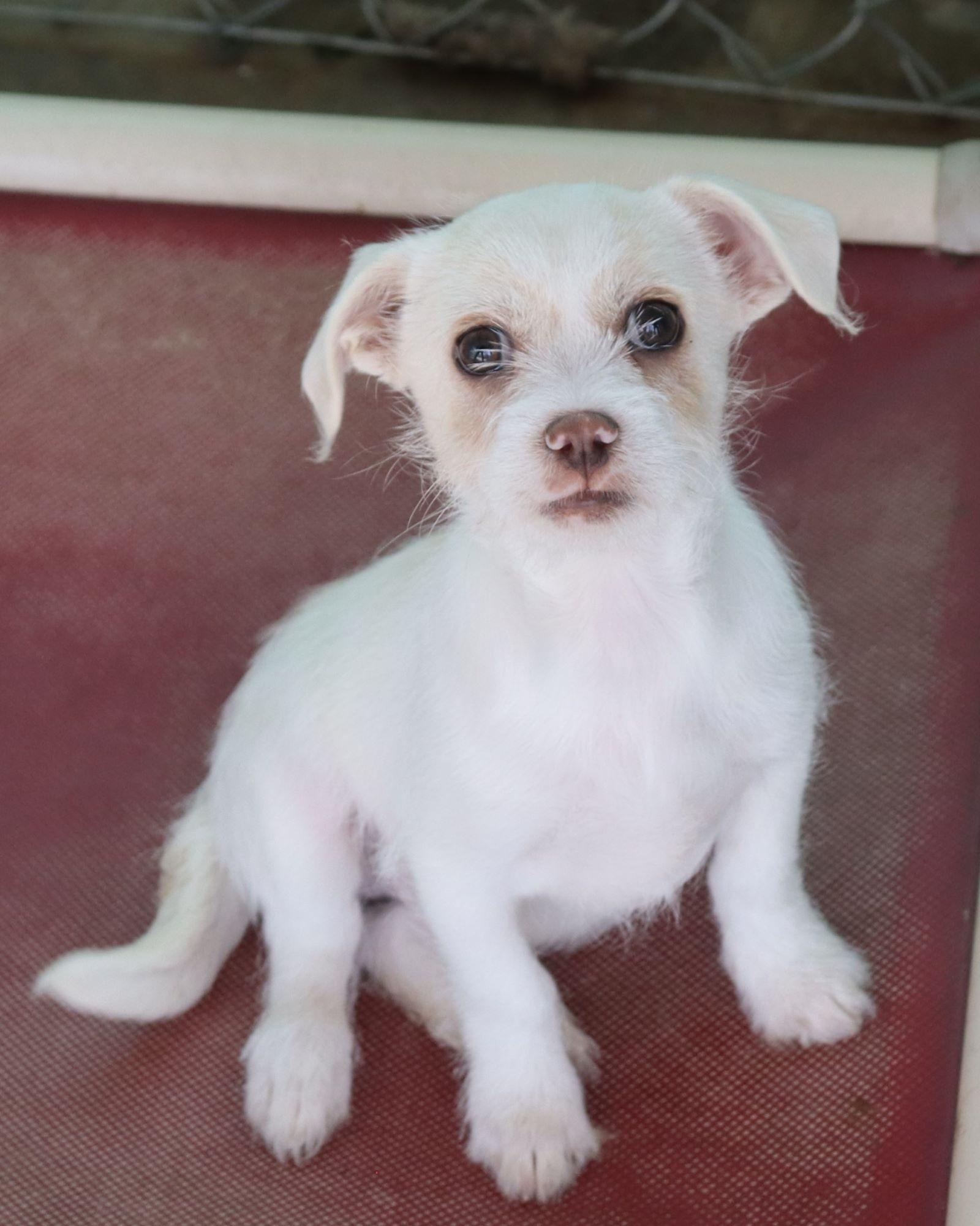 Enlarge BABY ZIPIT , a ADOPTABLE mixed breed in Fresno, CA image 1/4
