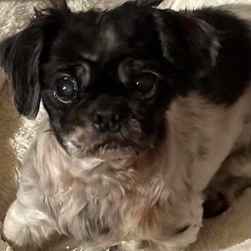 Gizmo, a Adoptable Shih Tzu in Suffolk, VA image 1/4