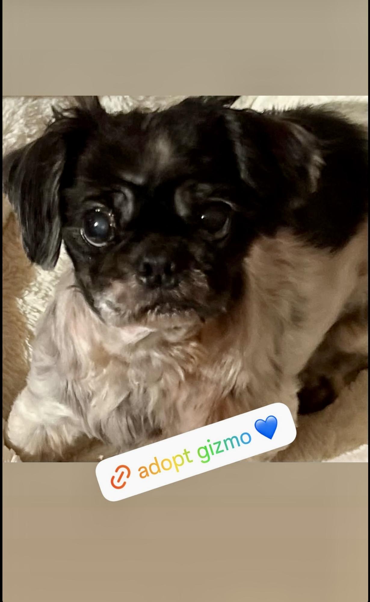 Gizmo, a Adoptable Shih Tzu in Suffolk, VA image 2/4