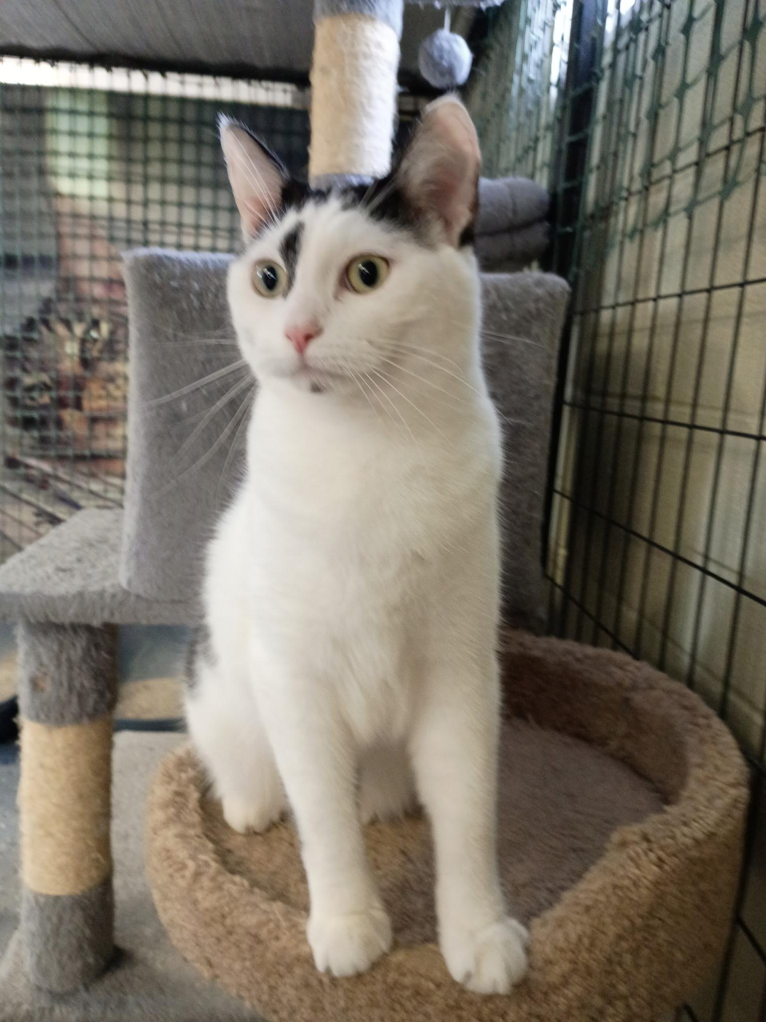 Bubba, Adoptable, Adult Male Domestic Short Hair.