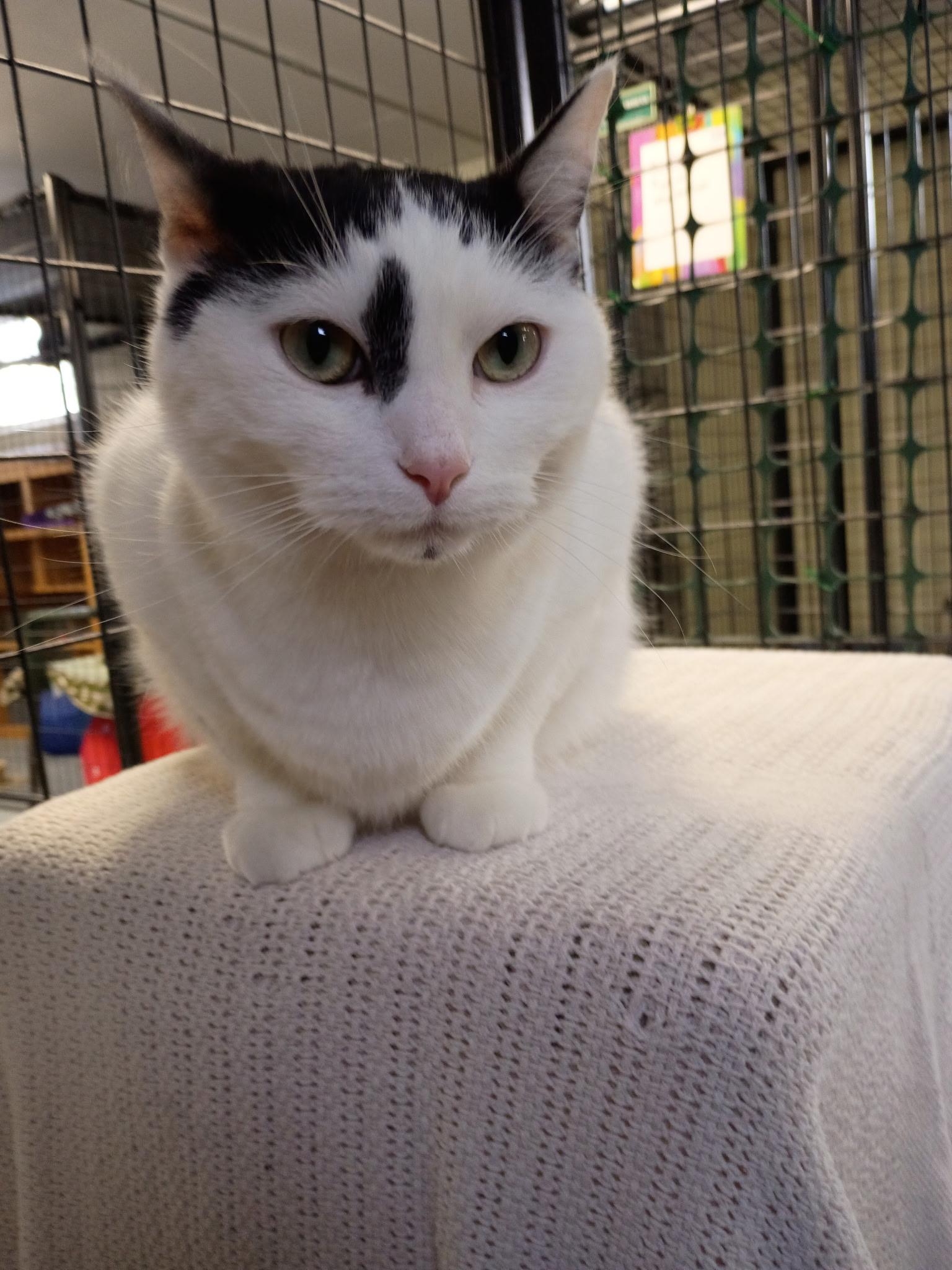 Enlarge Bubba, a Adoptable Domestic Short Hair in Holland, MI image 2/2