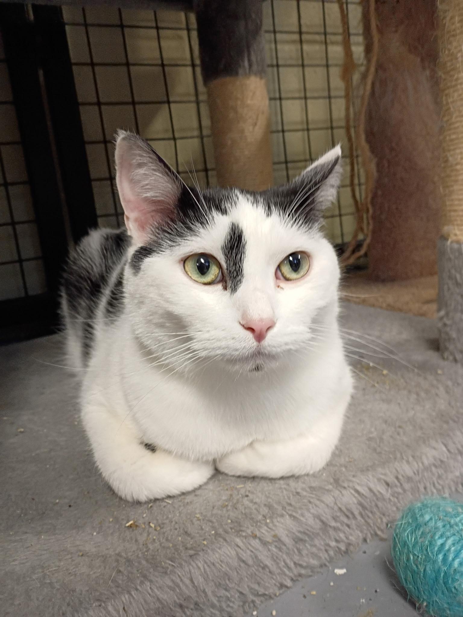 Enlarge Bubba, a Adoptable Domestic Short Hair in Holland, MI image 1/2