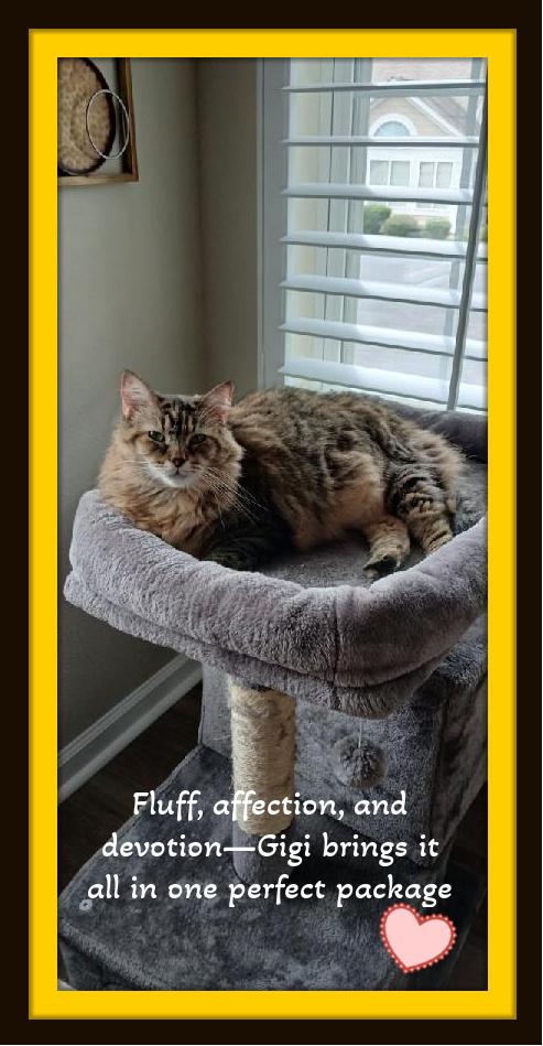 Gigi - A large floof with a heart of gold, that adores people companionship., Adoptable, Adult Female Norwegian Forest Cat & Domestic Medium Hair.