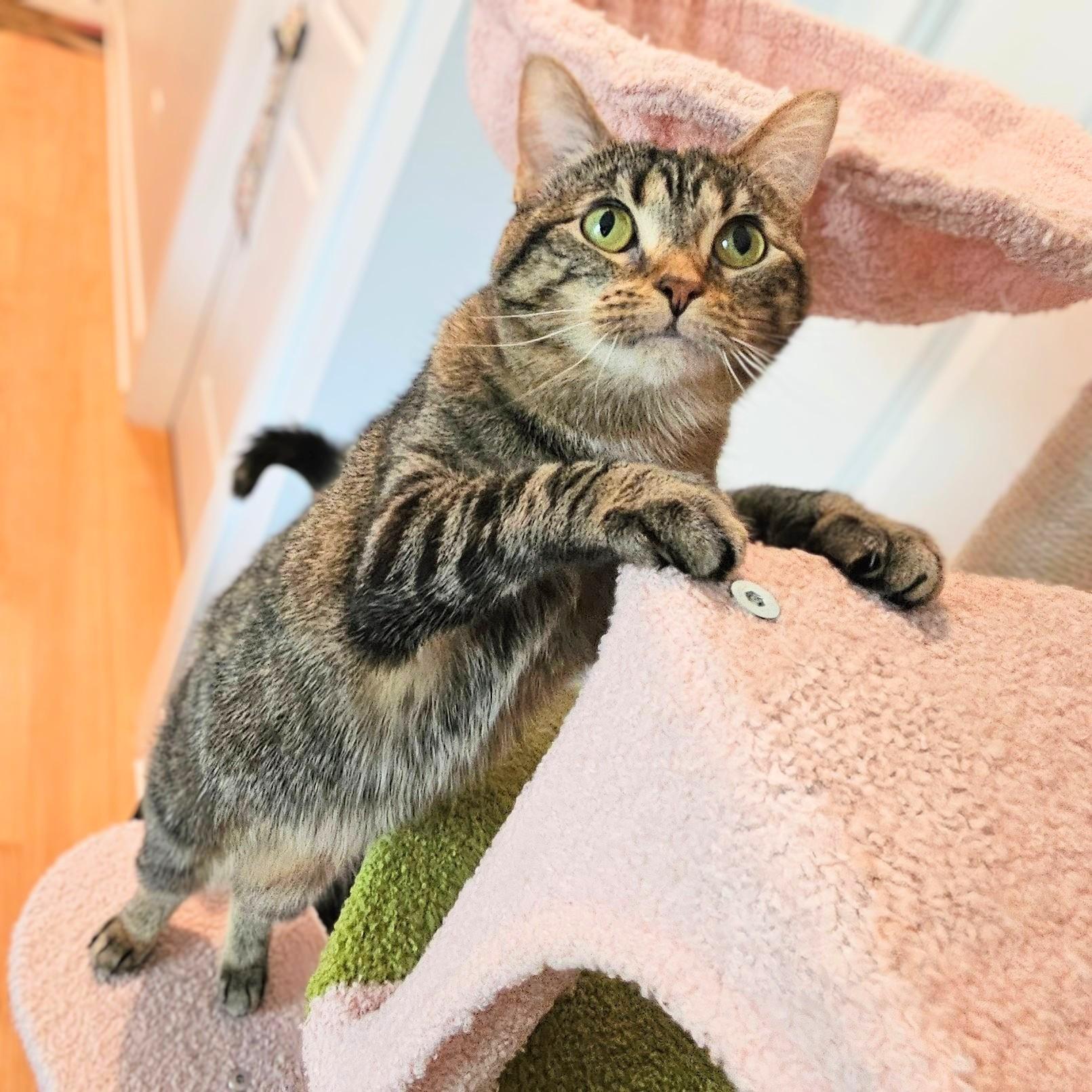 Bug, a ADOPTABLE Tabby in Chicago, IL image 2/6