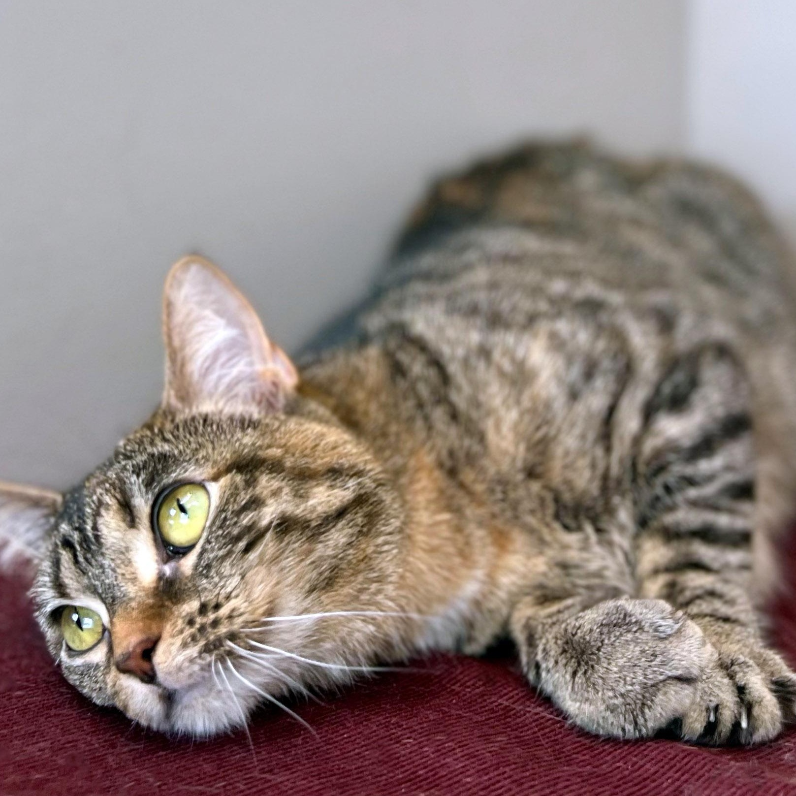 Bug, a ADOPTABLE Tabby in Chicago, IL image 5/6