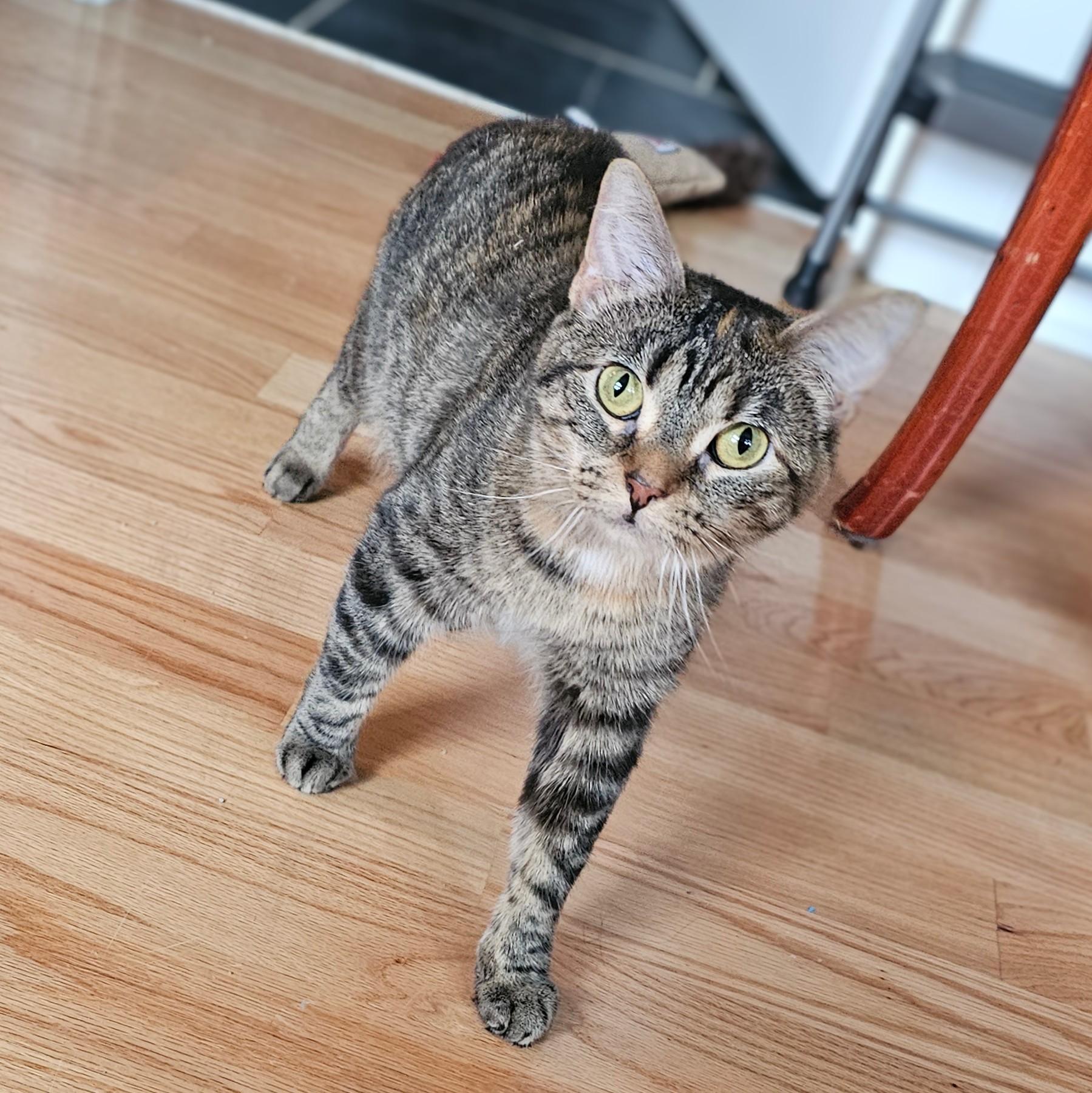 Bug, a ADOPTABLE Tabby in Chicago, IL image 4/6