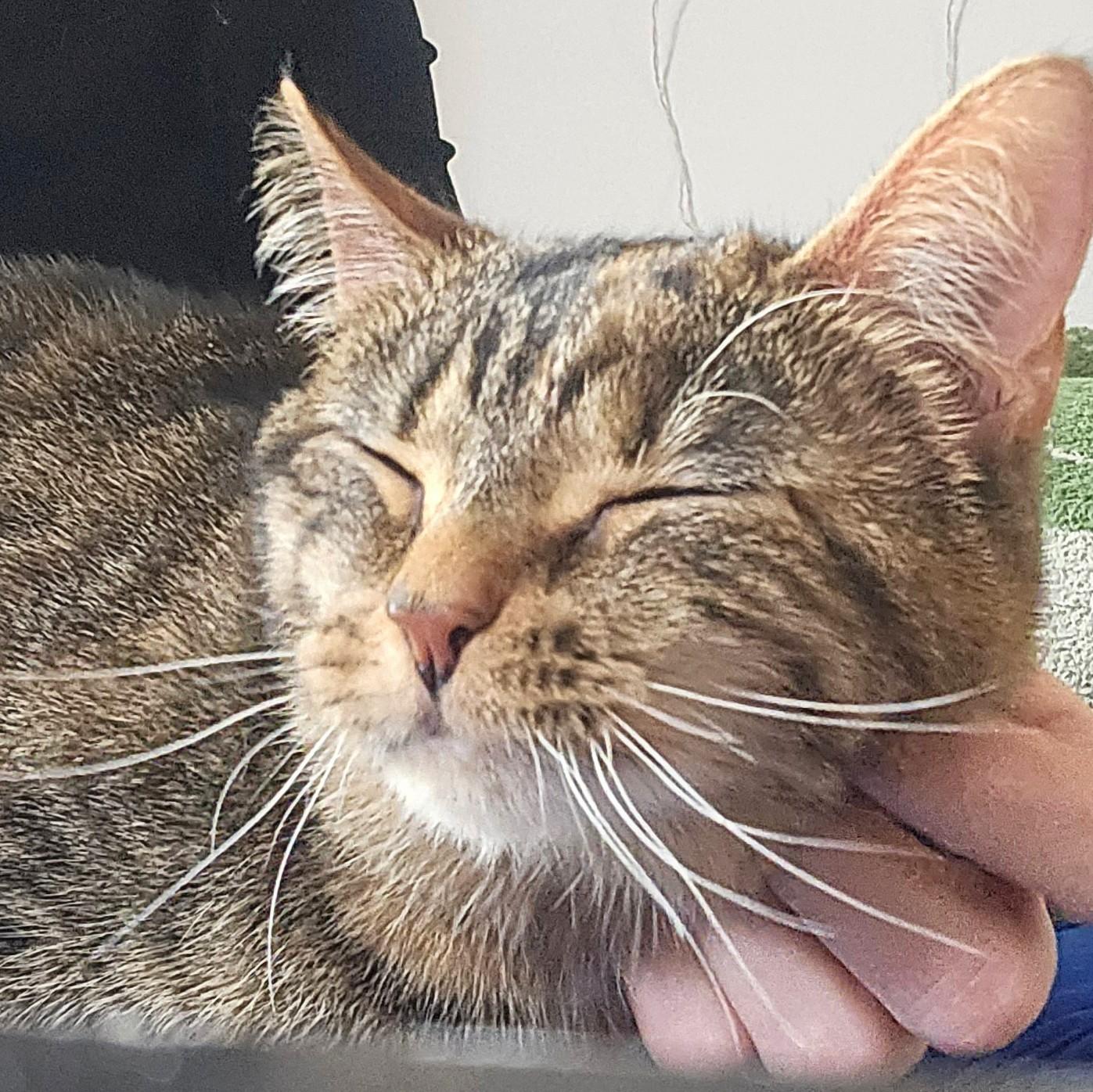 Bug, a ADOPTABLE Tabby in Chicago, IL image 3/6