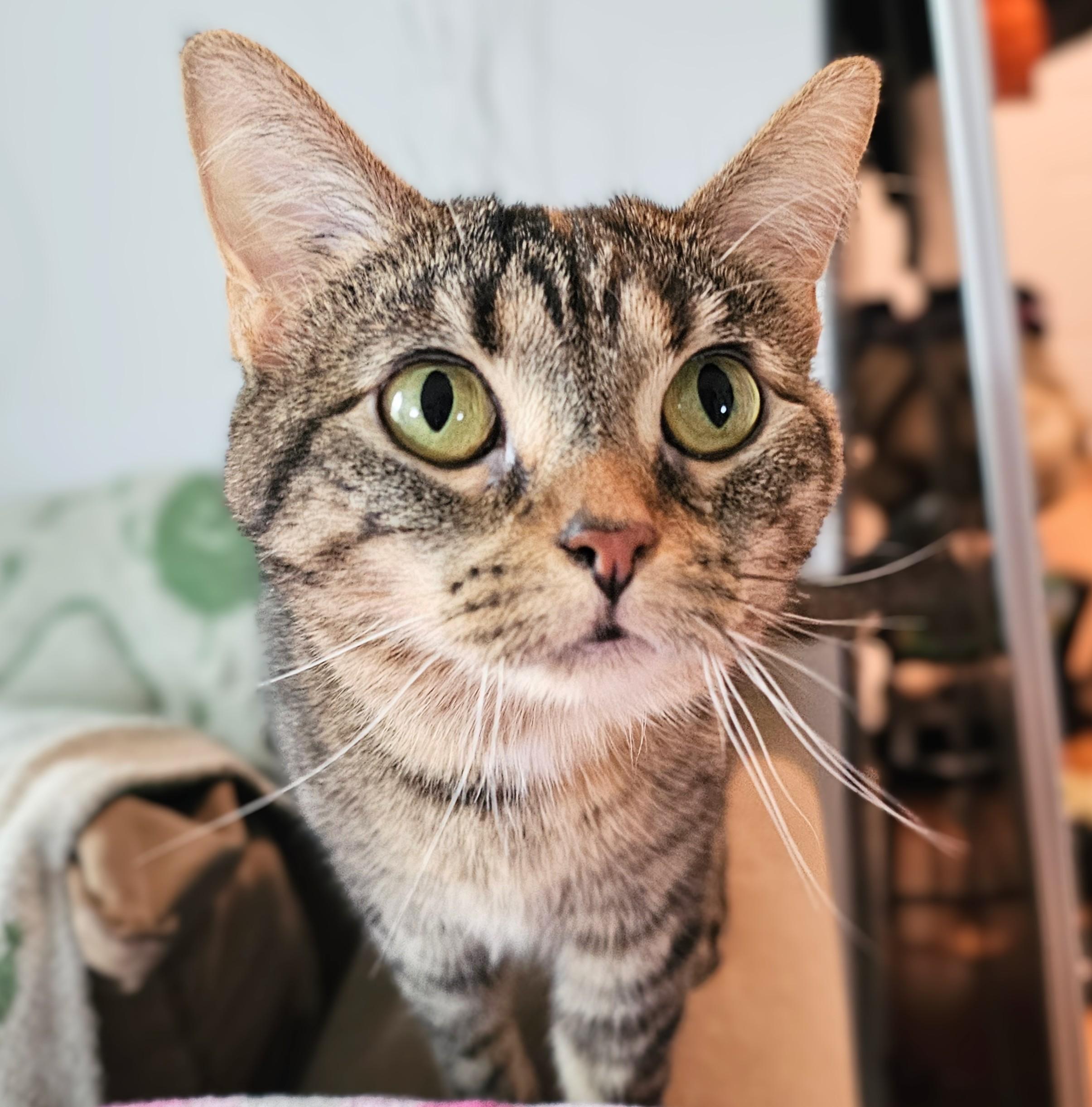 Bug, a ADOPTABLE Tabby in Chicago, IL image 1/6