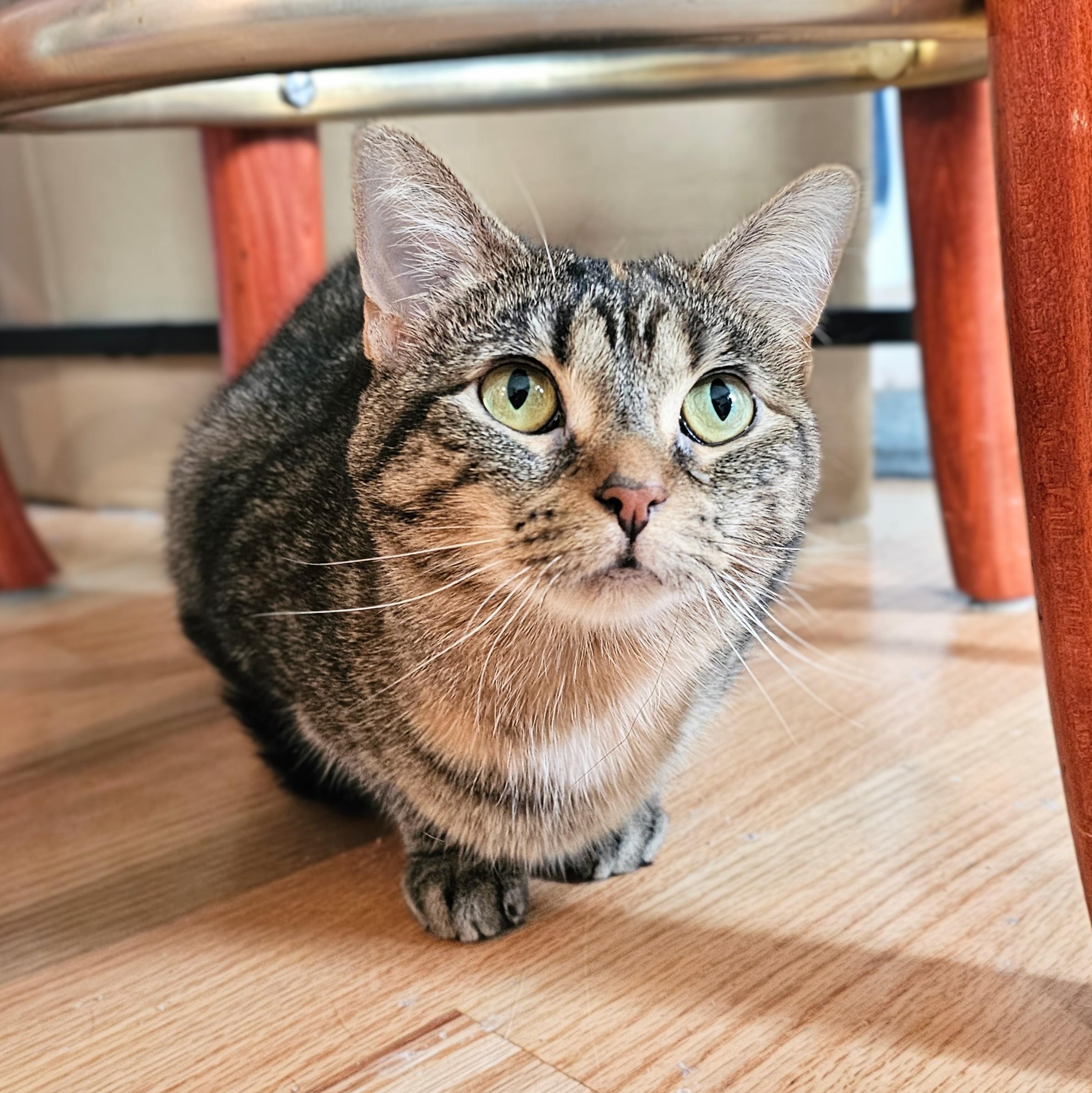 Bug, a ADOPTABLE Tabby in Chicago, IL image 6/6