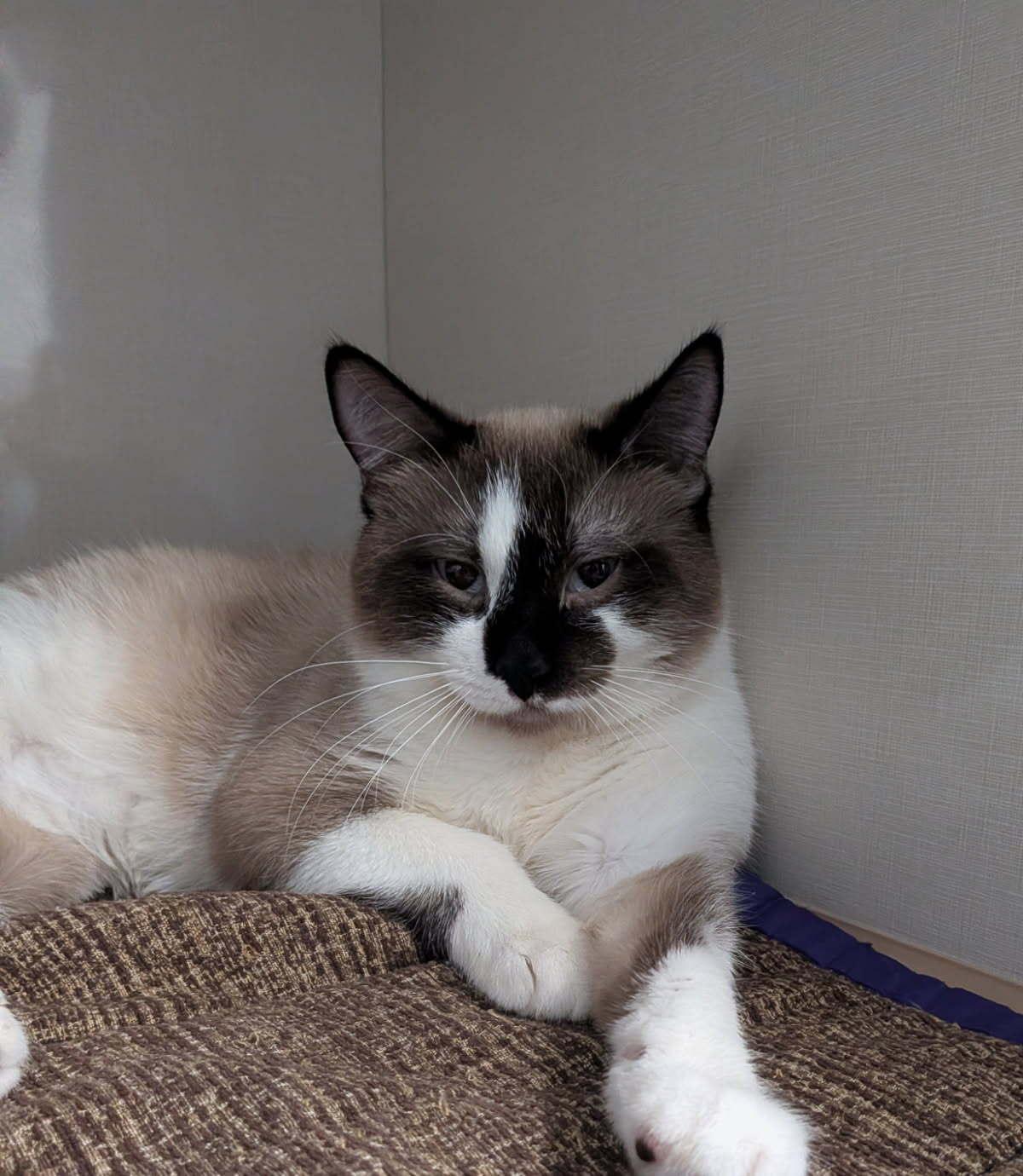 Enlarge Bourbon, a ADOPTABLE Domestic Short Hair in wetaskiwin, AB image 1/1