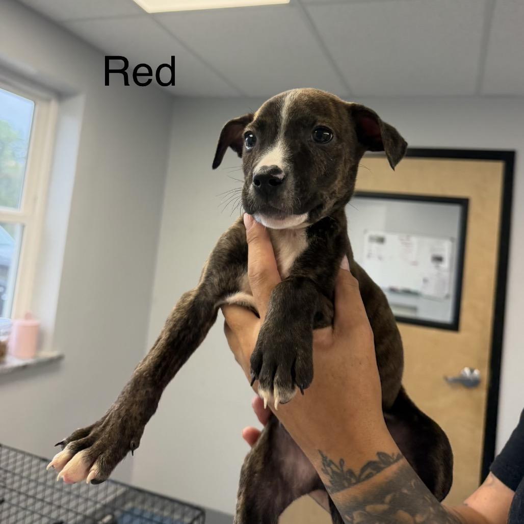 Enlarge Chesney, a Adoptable Pit Bull Terrier in Watertown, NY image 1/2
