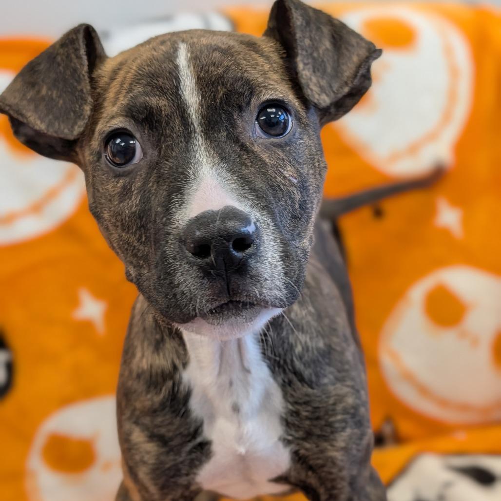 Enlarge Chesney, a Adoptable Pit Bull Terrier in Watertown, NY image 2/2