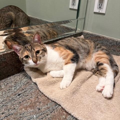 Clover, ADOPTABLE, Young Female Tabby.