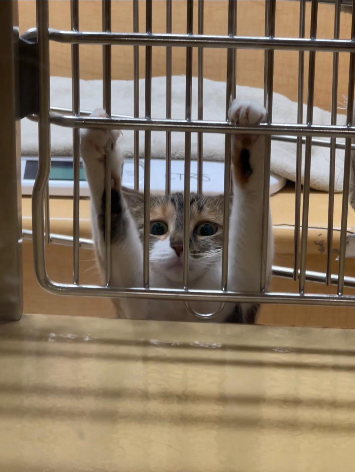 Clover, a ADOPTABLE Tabby in BURNABY, BC image 2/3