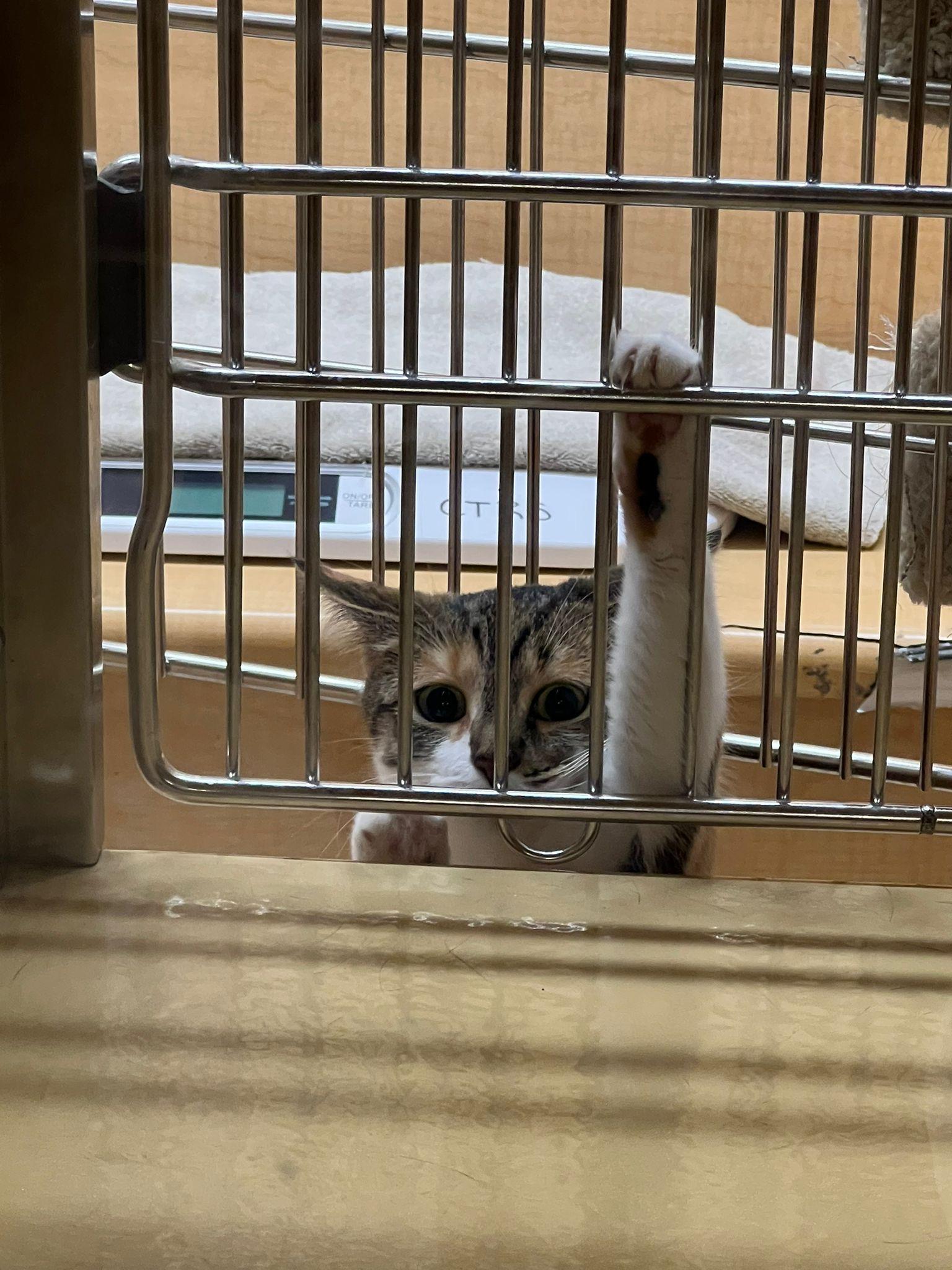 Clover, a ADOPTABLE Tabby in BURNABY, BC image 3/3
