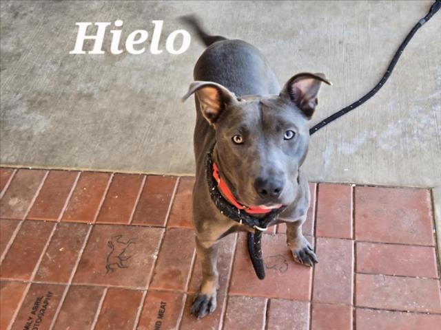 Enlarge HIELO, a Adoptable mixed breed in Derwood, MD image 1/1