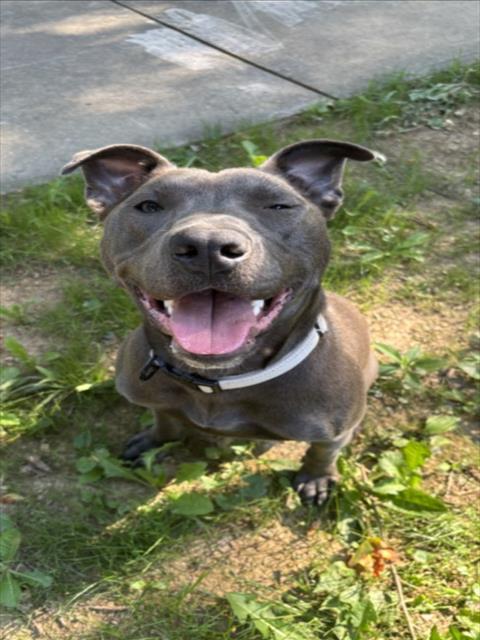 HIELO, Adoptable, Young Male Pit Bull Terrier & Mixed Breed.