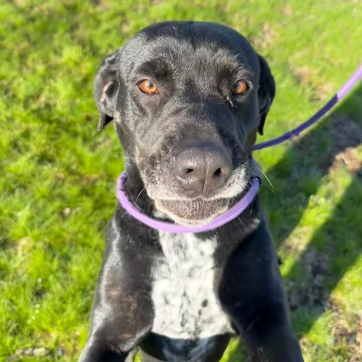 Nora, Adoptable, Adult Female Black Labrador Retriever.