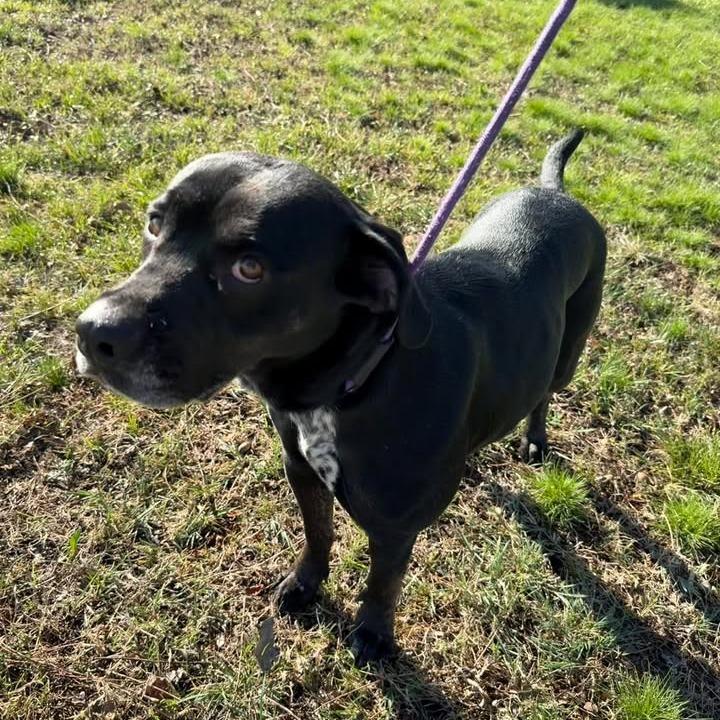 Enlarge Nora, a Adoptable Black Labrador Retriever in Vinita, OK image 2/5