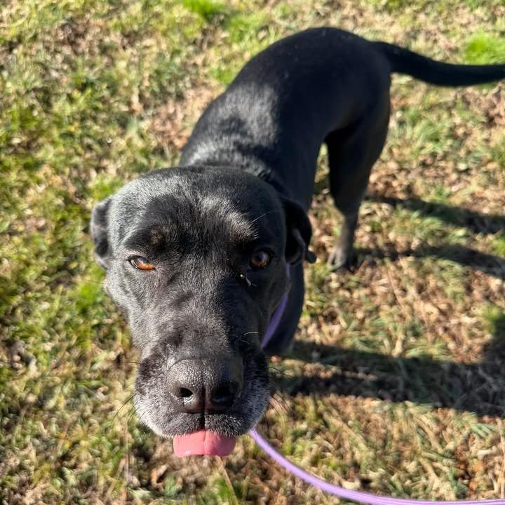 Enlarge Nora, a Adoptable Black Labrador Retriever in Vinita, OK image 3/5