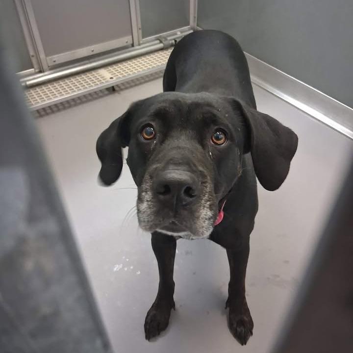 Enlarge Nora, a Adoptable Black Labrador Retriever in Vinita, OK image 4/5