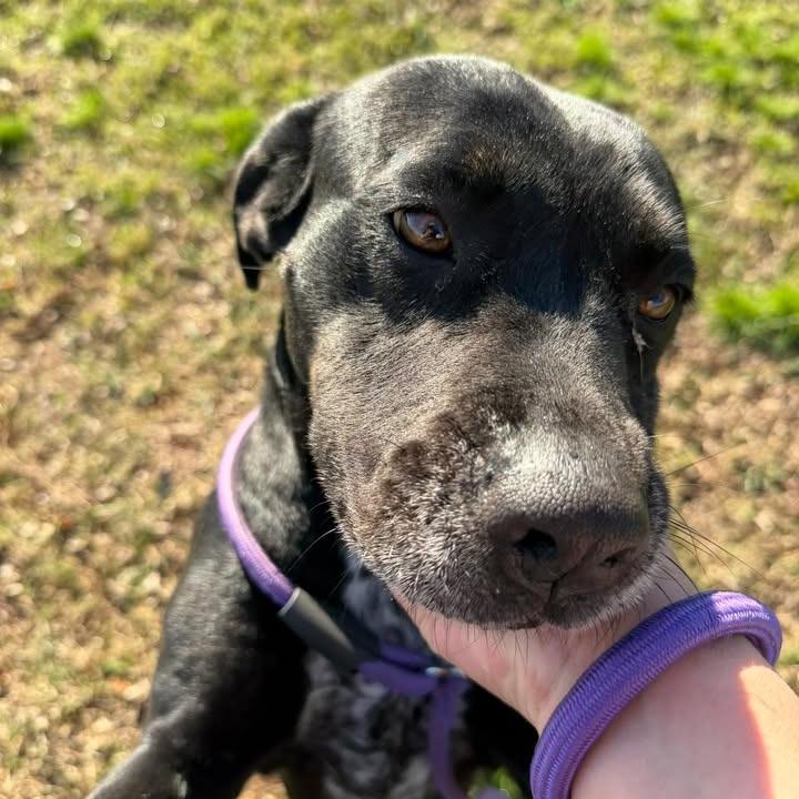 Enlarge Nora, a Adoptable Black Labrador Retriever in Vinita, OK image 5/5
