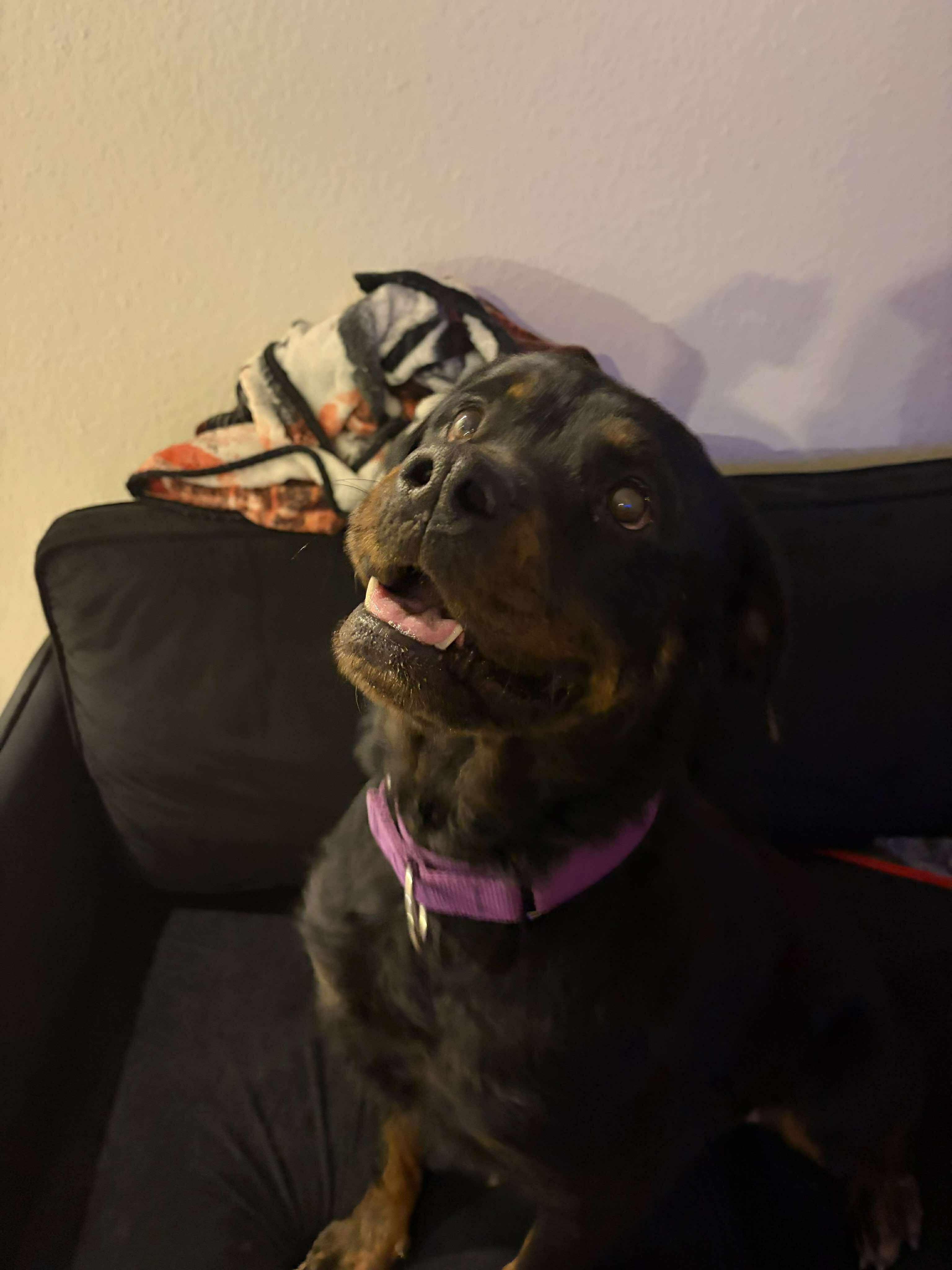Enlarge Maggie, a ADOPTABLE Rottweiler in Schertz, TX image 3/6