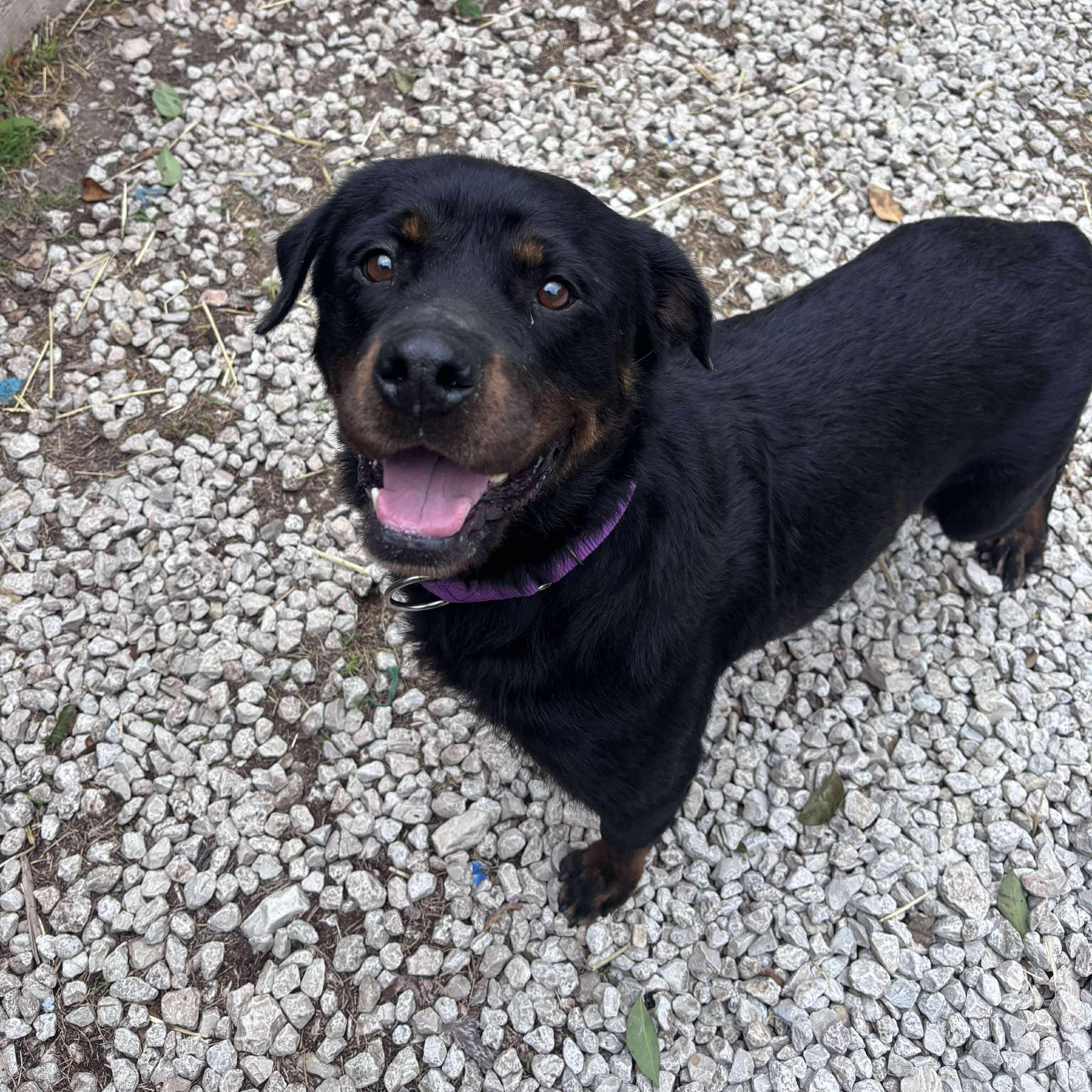 Maggie, ADOPTABLE, Adult Female Rottweiler.