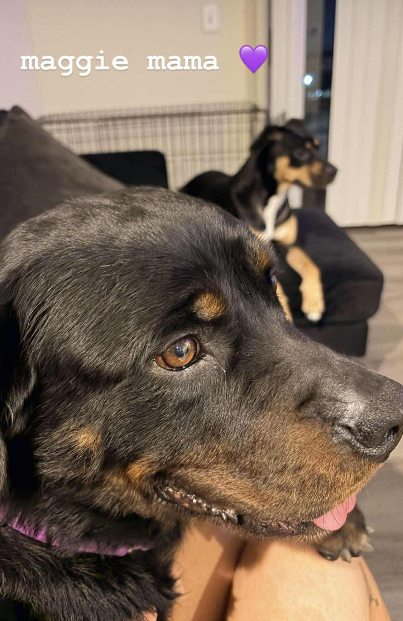 Enlarge Maggie, a ADOPTABLE Rottweiler in Schertz, TX image 4/6